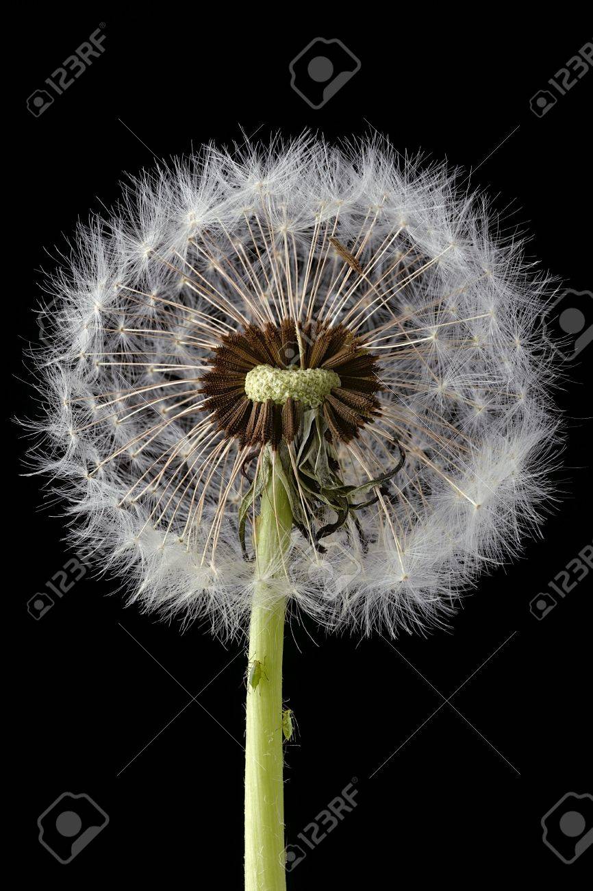half of dandelion puff on black note the plant lice on the stem