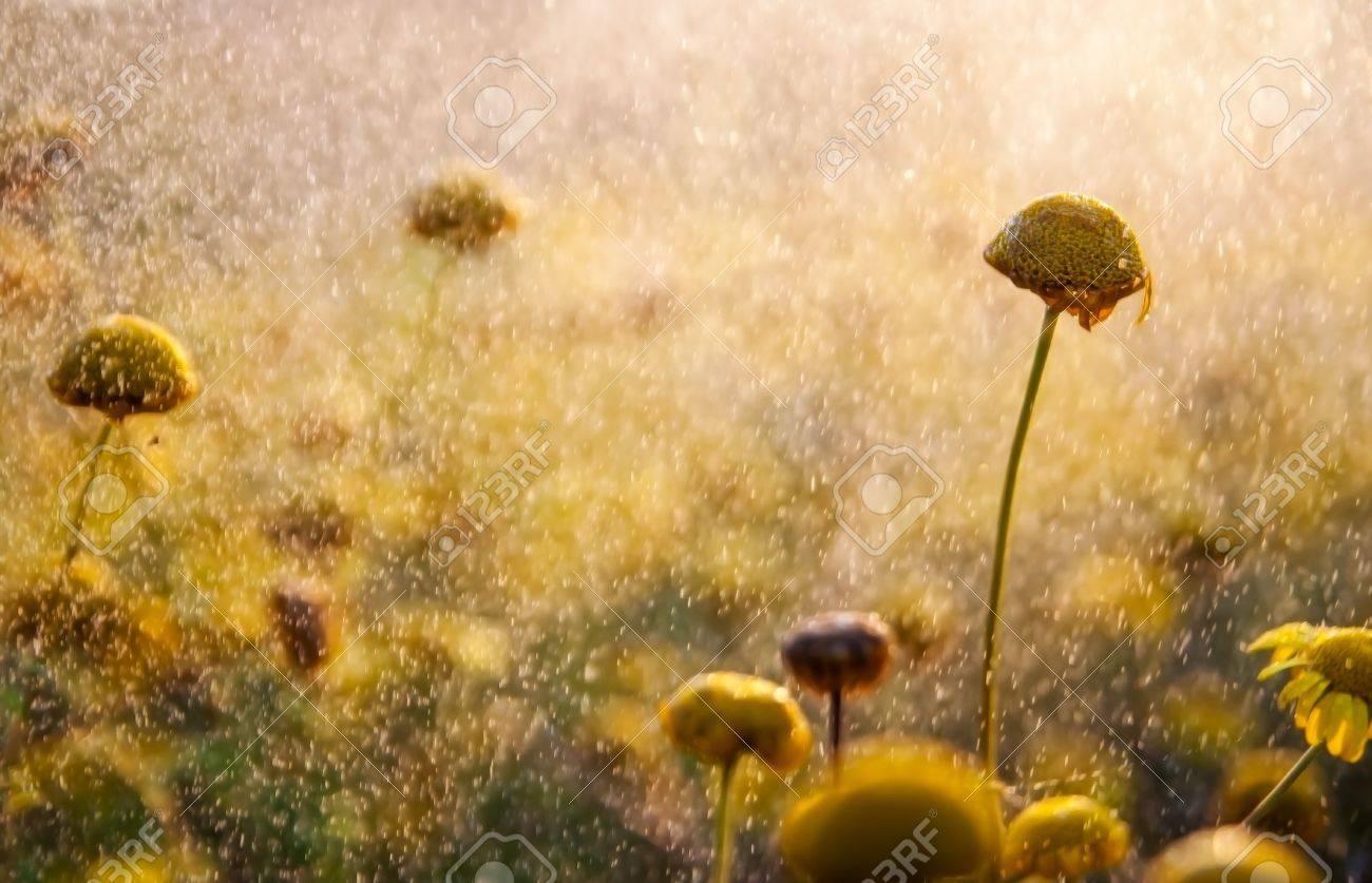 Flores Sin Pétalos En La Luz Del Atardecer Fotos, Retratos, Imágenes Y Fotografía De Archivo Libres De Derecho. Image 37642444. Flores Sin Pétalos En La Luz Del Atardecer Fotos, Retratos, Imágenes Y Fotografía De Archivo Libres De Derecho. Image 37642444.