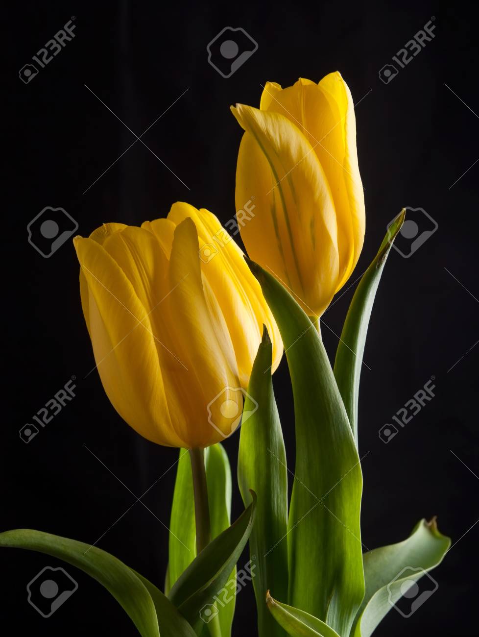 Sprigtime 花の黒の背景に黄色のチューリップの花 の写真素材 画像素材 Image