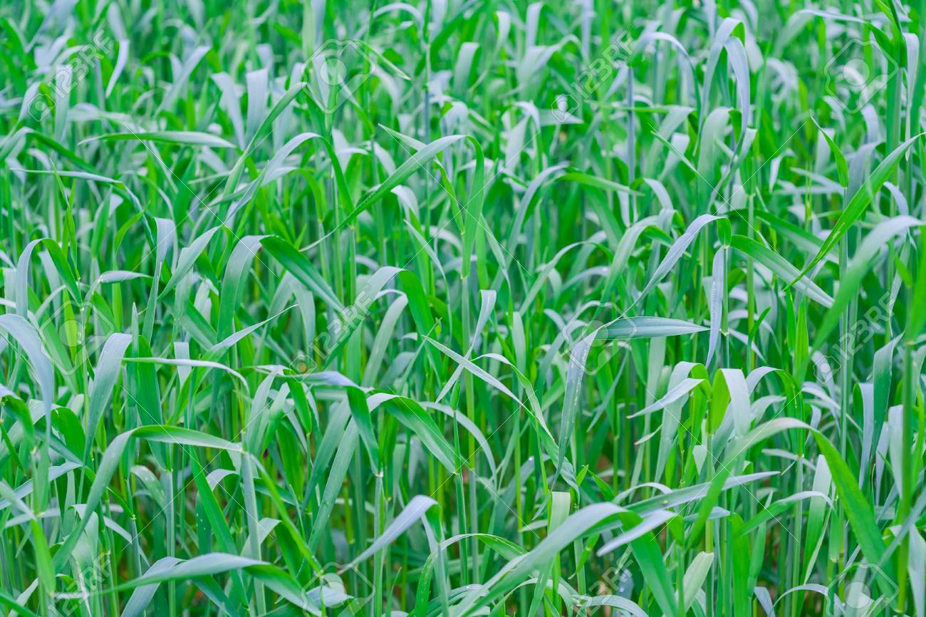 close up of beautiful green young cereal field at early summer - 37956802 close up of beautiful green young cereal field at early summer - 37956802