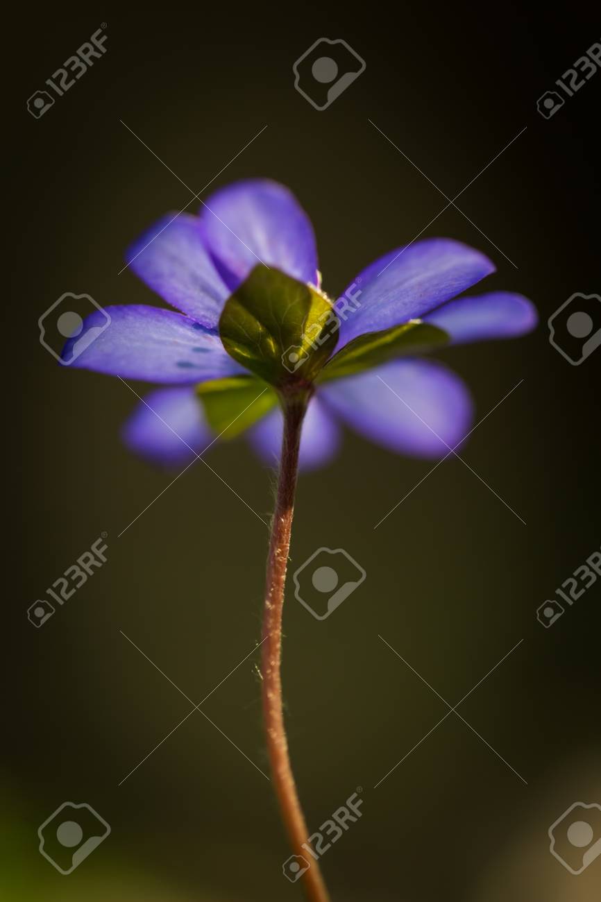 美しい青い春苔類 肝ノビリス 春に撮影したポーランドの森 の写真素材 画像素材 Image