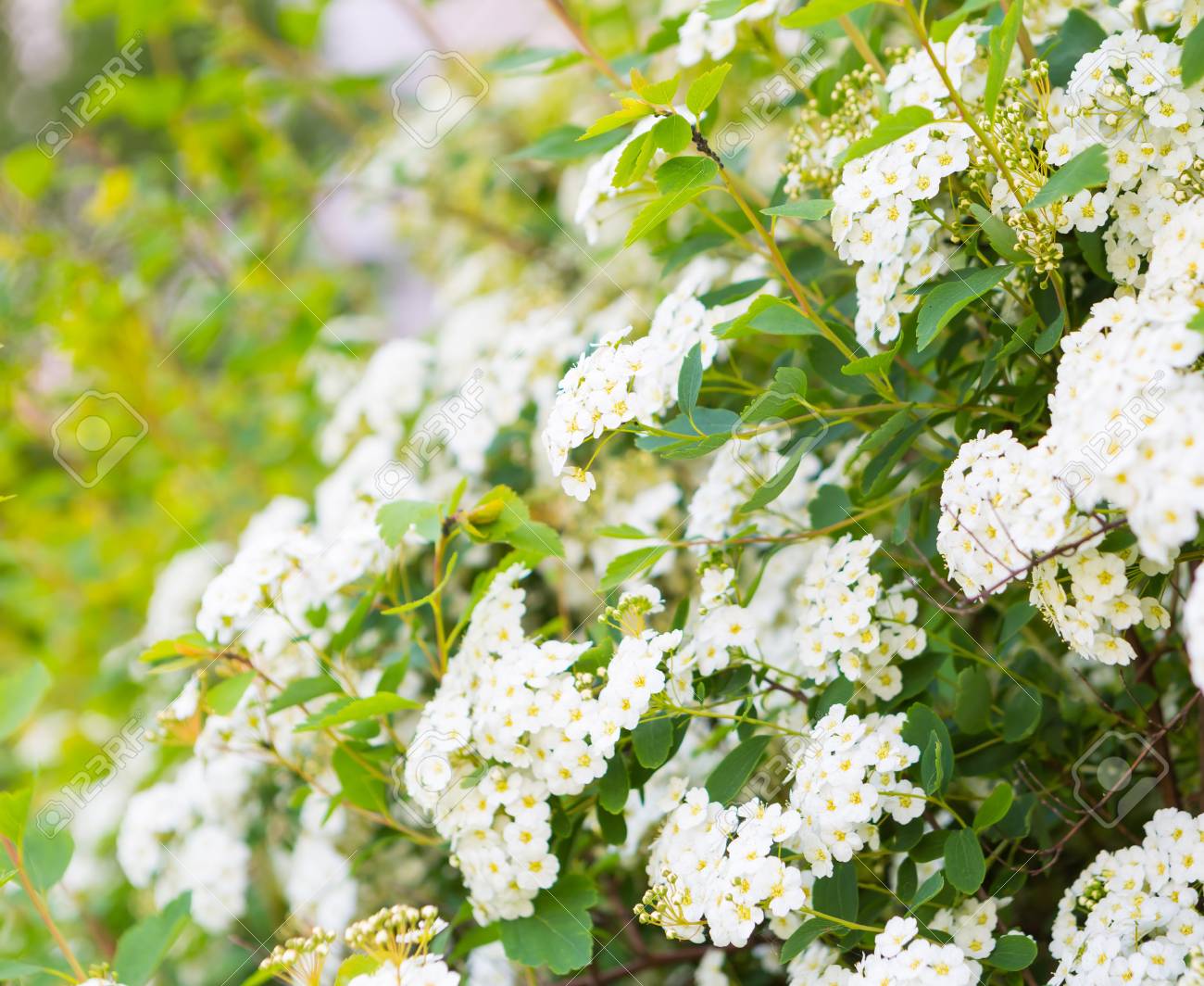 シモツケの美しい咲く白い花 白い春花 の写真素材 画像素材 Image