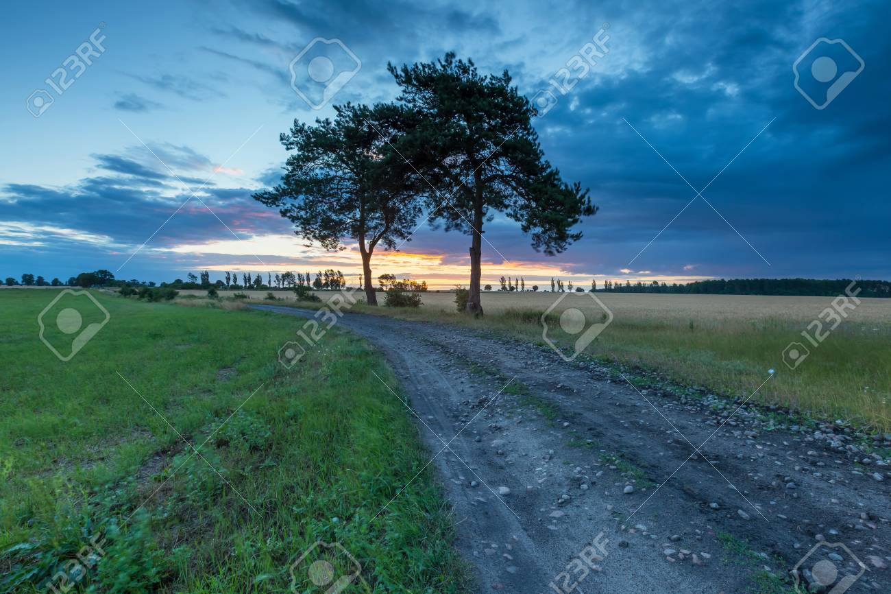 古い松の木と田舎の夕焼け空 夏の夕暮れ時の美しいヨーロッパの田舎 の写真素材 画像素材 Image