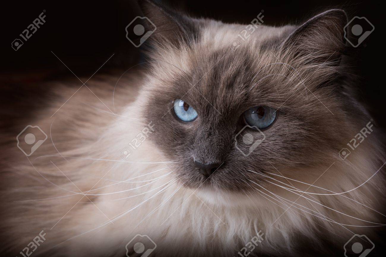 siberian neva masquerade