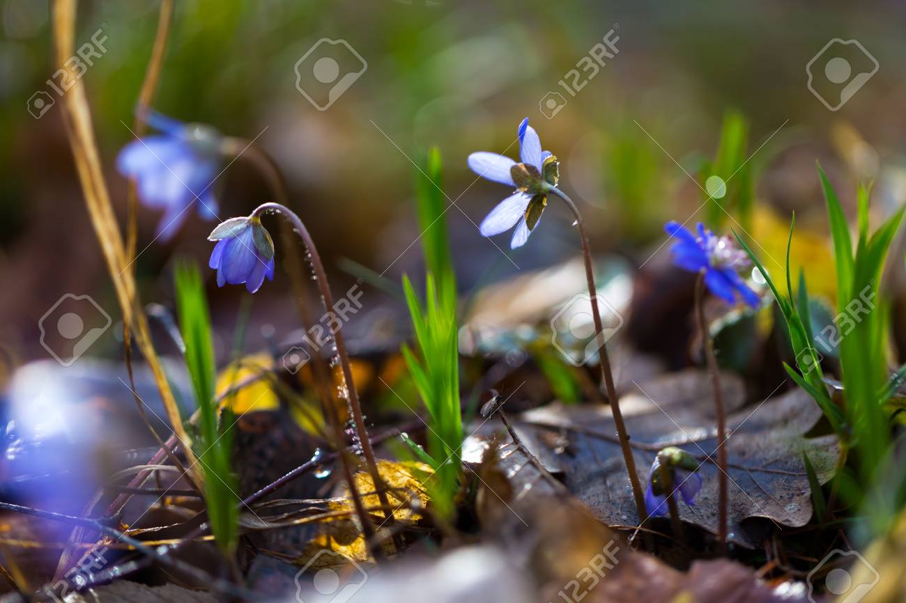 春のヨーロッパの森に咲く苔類花のクローズ アップ 青い花をクローズ アップ の写真素材 画像素材 Image