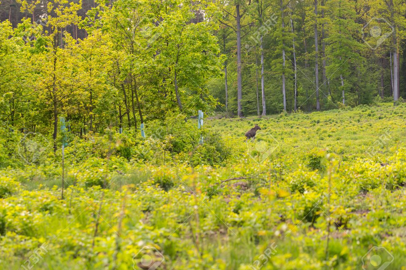 Orignal Sauvage En Foret Paysage Avec Animal Banque D Images Et Photos Libres De Droits Image