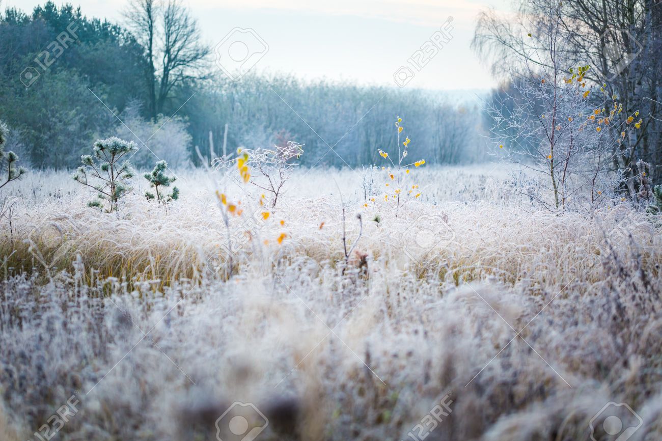 Good Morning Sun Prairie. What a beautiful frosty morning, image size:1300x866