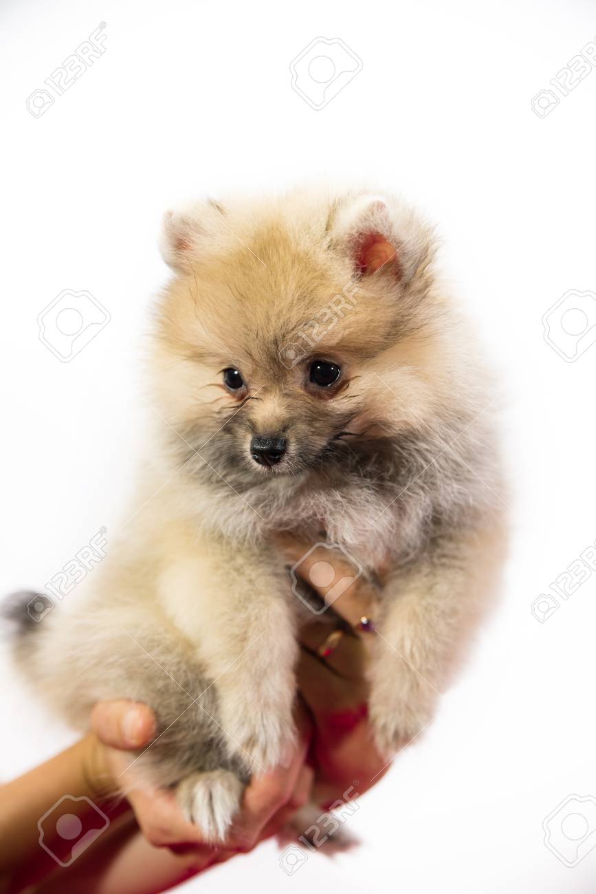 白い背景のスタジオで手にかわいいポメラニアンの子犬 の写真素材 画像素材 Image