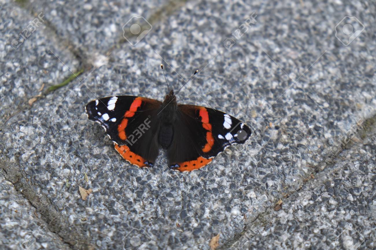 Black White And Orange Colored Butterfly On Stone Ground At Street