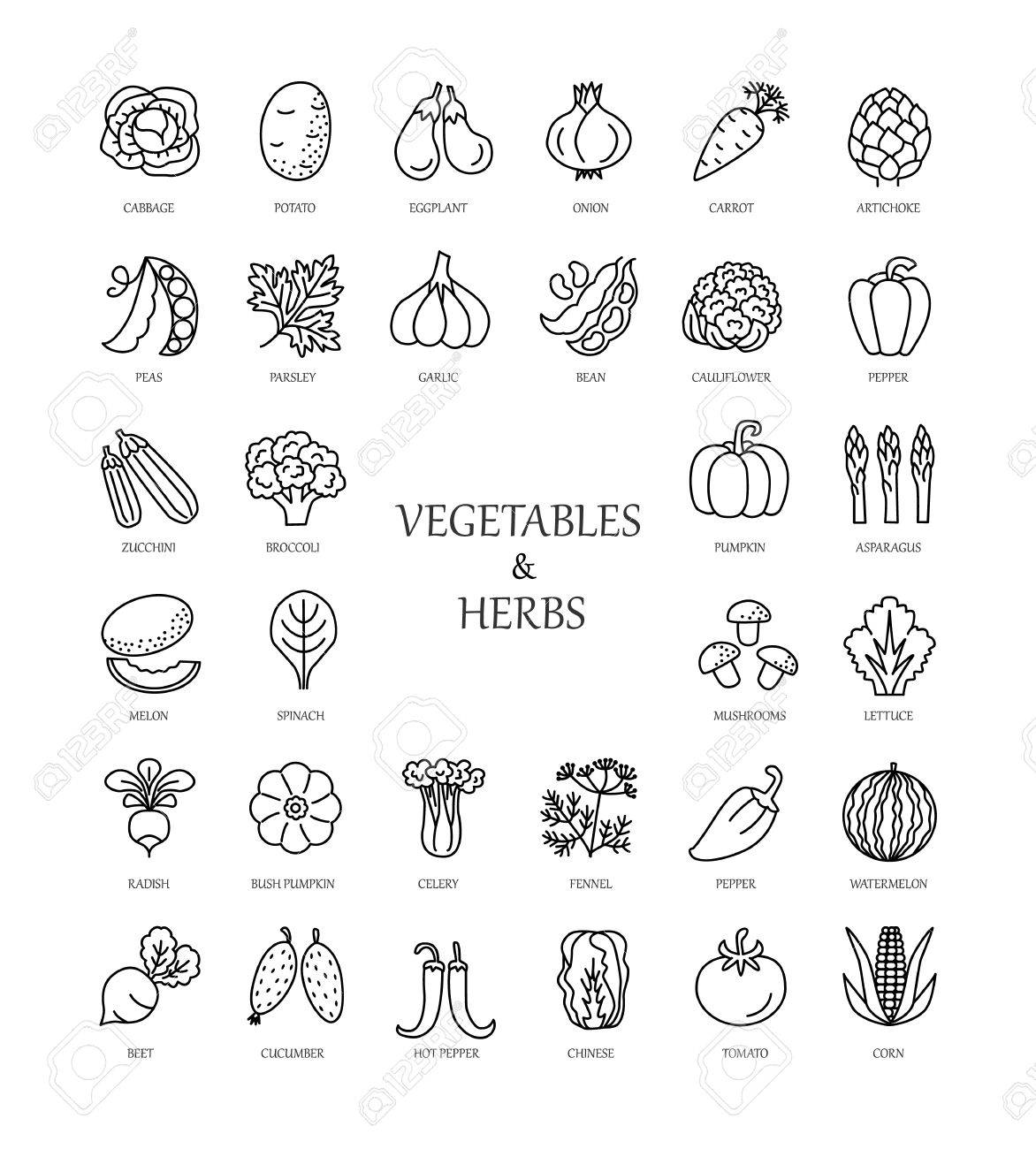 野菜とハーブのベクター線のアイコン 健康的なライフ スタイル ベジタリアン フード 野菜の種類 のイラスト素材 ベクタ Image