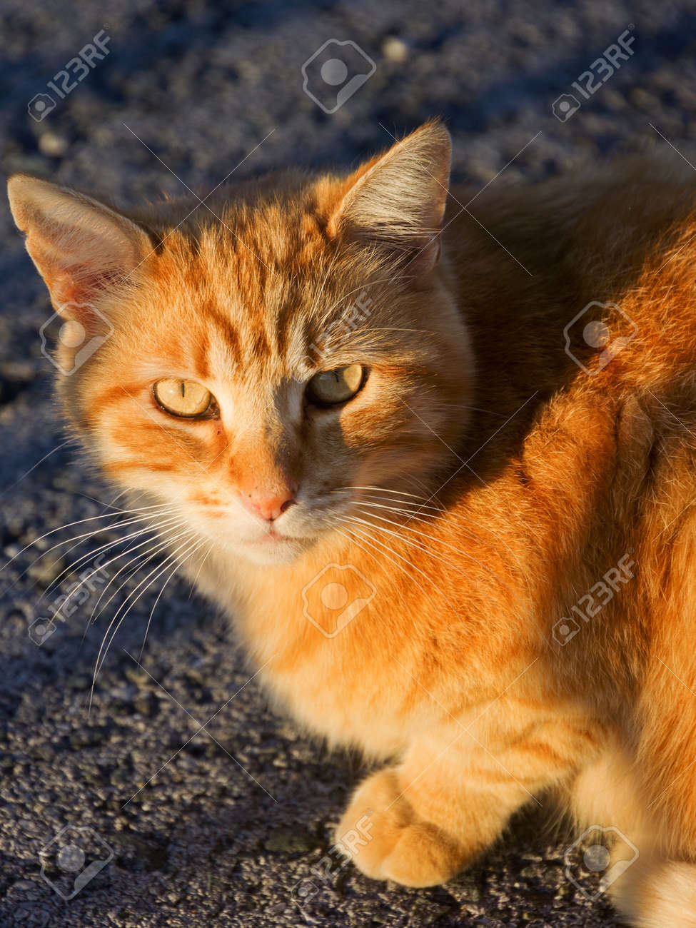etiam-dictum-ipsum-a-felis