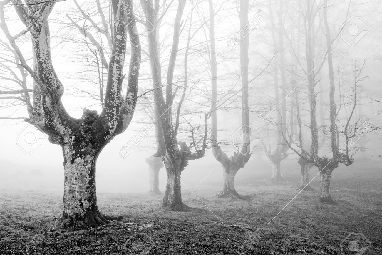 黒と白で怖い木が不気味な森 の写真素材 画像素材 Image