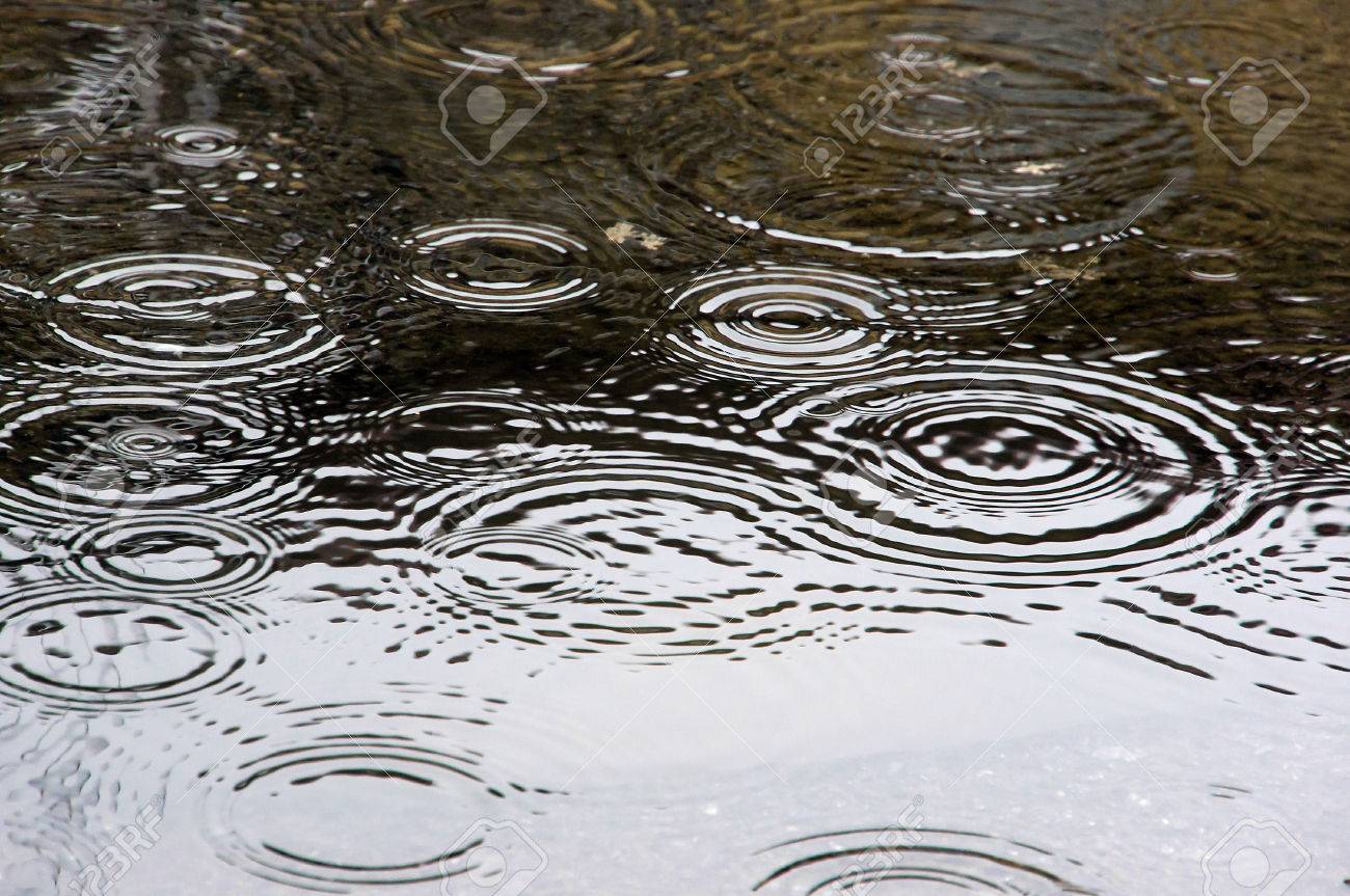 雨の日に水たまりの花びらの雫 の写真素材 画像素材 Image