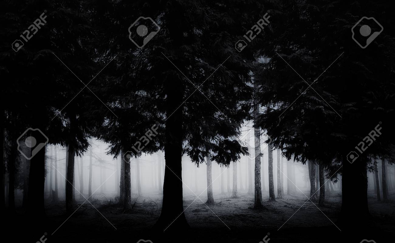 Dark And Scary Forest Stock Photo, Picture and Royalty Free Image. Image  97718703., image size:1300x801