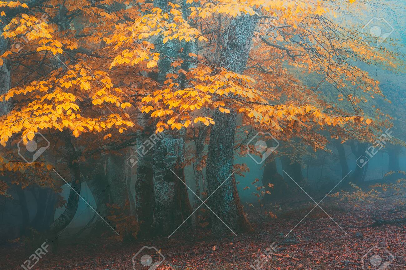 Fantasy Forest In Autumn Stock Photo Picture And Royalty Free Image Image