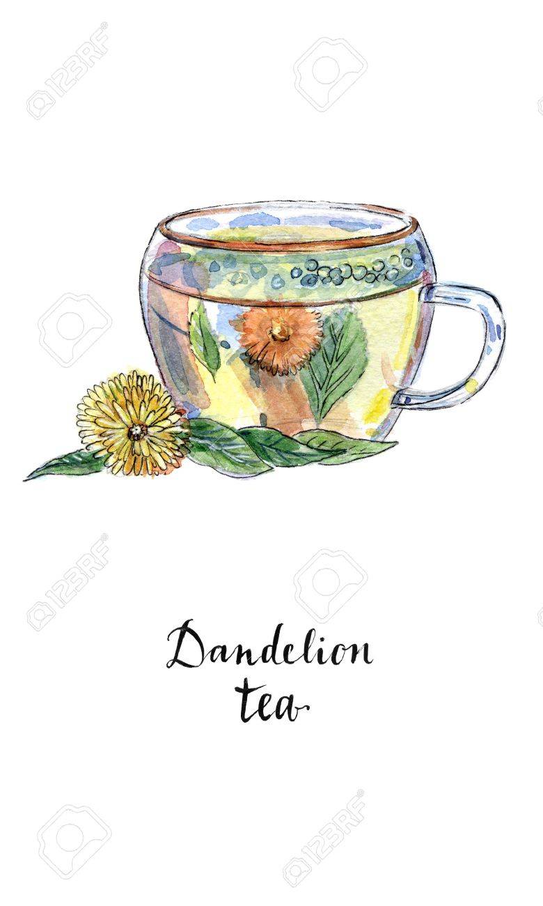 水彩で健全なタンポポ ハーブ茶お茶のグラス 漢方薬 手描き イラスト の写真素材 画像素材 Image