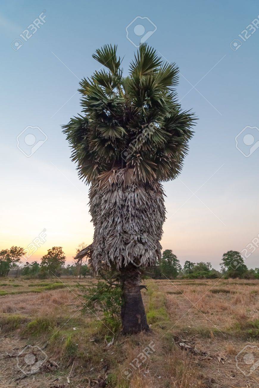 ウチワヤシ オウギヤシ リンおよび日没 古い気づいたそこはヤシの葉の複数の層 の写真素材 画像素材 Image ウチワヤシ オウギヤシ リンおよび日没 古い気づいたそこはヤシの葉の複数の層 の写真素材 画像素材 Image