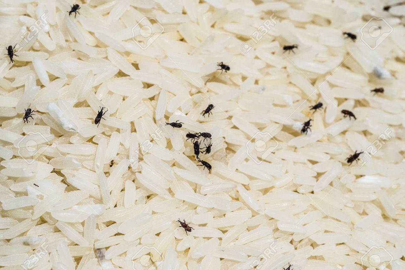 Resultado de imagen para GORGOJO DE ARROZ