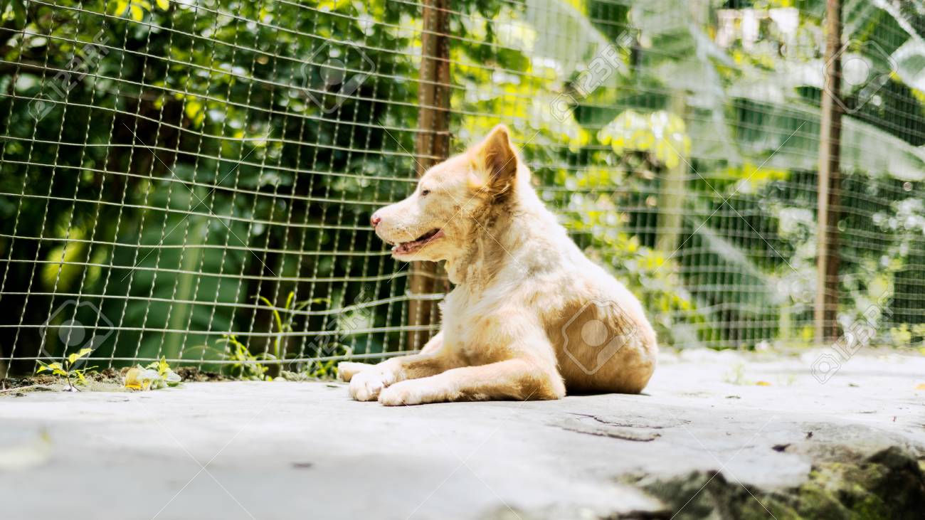 etiam-dictum-ipsum-a-felis