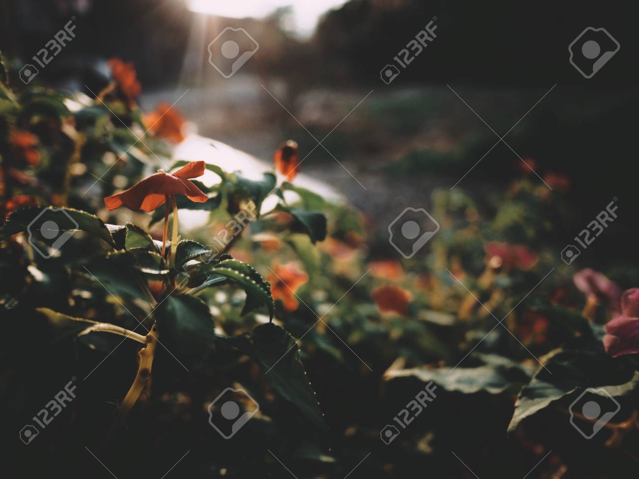 etiam-dictum-ipsum-a-felis