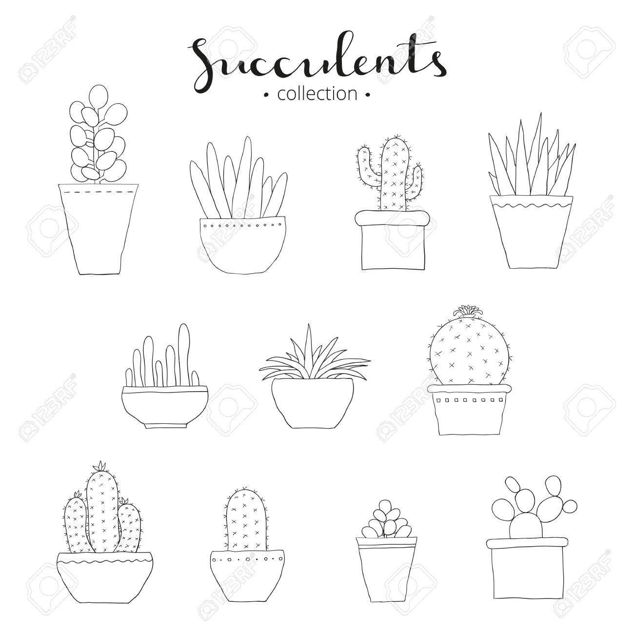 多肉コレクション 手描きの多肉植物とサボテンは 白い背景で隔離 落書きは異なる多肉植物 エキゾチックなメキシコ観葉 手書きレタリング多肉植物 の イラスト素材 ベクタ Image