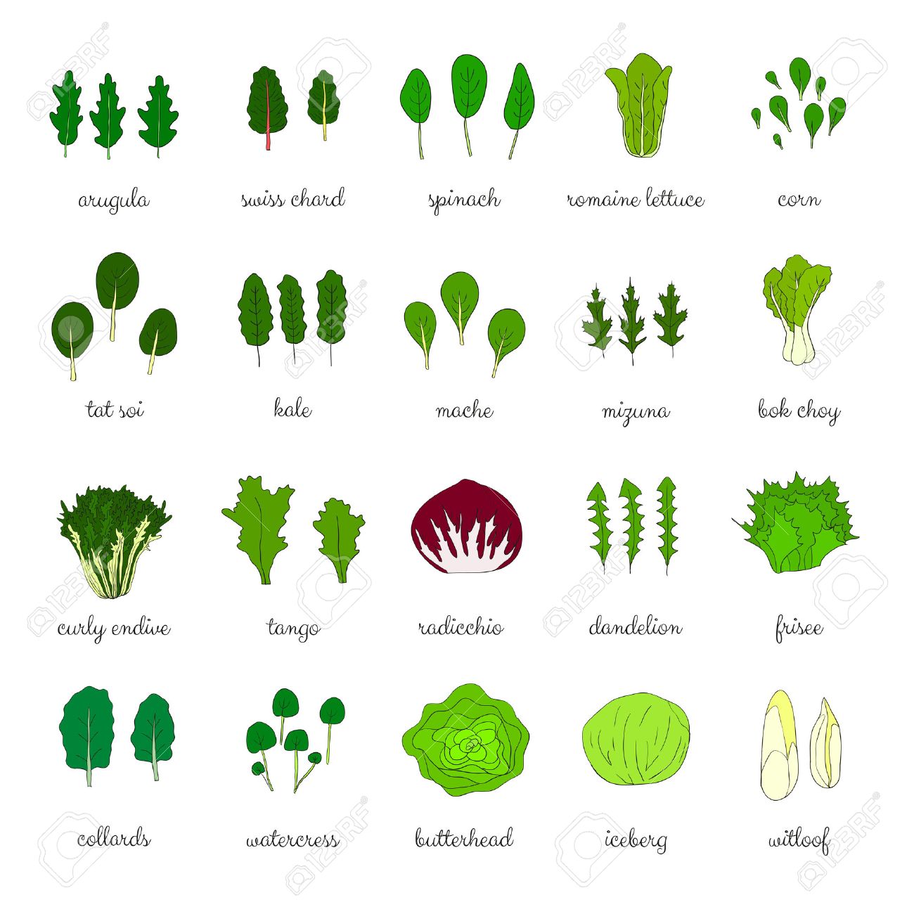 手描きのサラダの人気のある種類です 緑豊かな緑の野菜 タンポポ コラード 氷山 ルッコラ ほうれん草 タンゴ トレビス ロメイン レタス トウモロコシ ブラックラディッシュ 張り子 チンゲン菜 水菜 ケール クレソン のイラスト素材 ベクタ Image