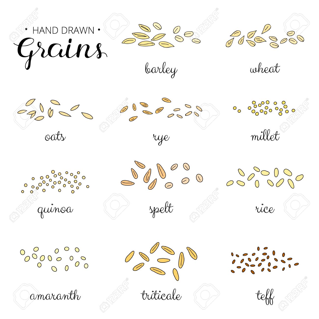 穀物は 白い背景で隔離の名前 大麦 小麦 キビ ライ麦 アマランサス テフ ライコムギ ライス スペルト小麦 オート麦 のイラスト素材 ベクタ Image