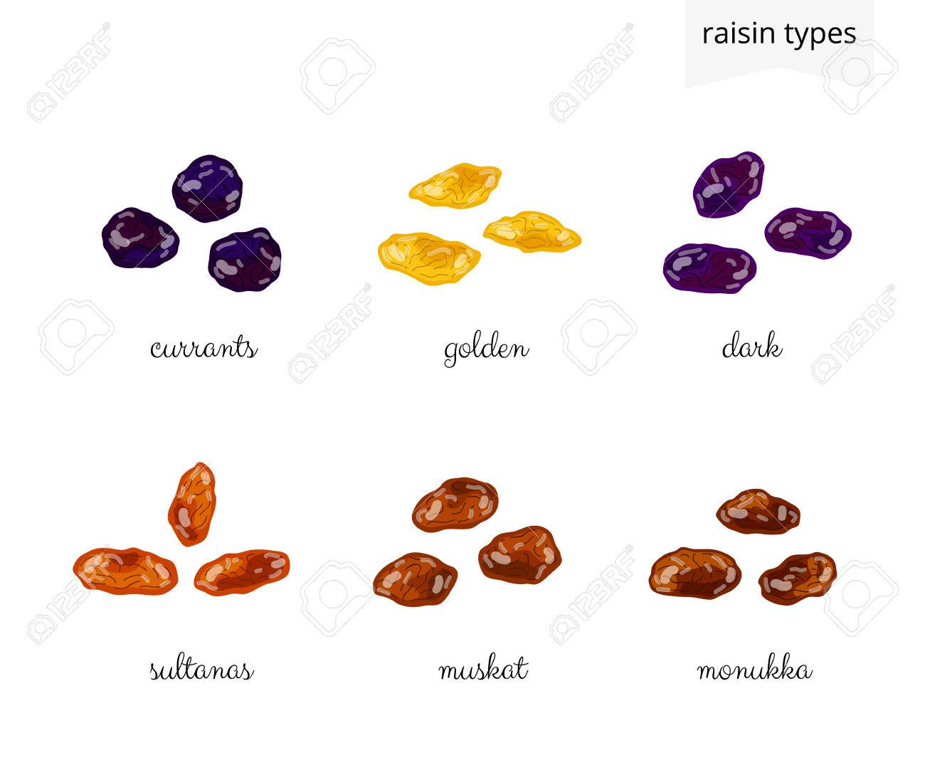 Insamling Av Olika Tecknad Russin Sorter Isolerad PÃ¥ Vit Bakgrund ...