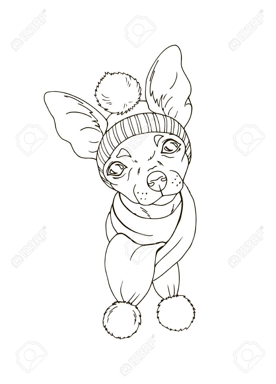 Chihuahua En Chapeau Et écharpe Animal De Compagnie En Costume Dhiver Portrait De Chien Coloriage Illustration Vectorielle