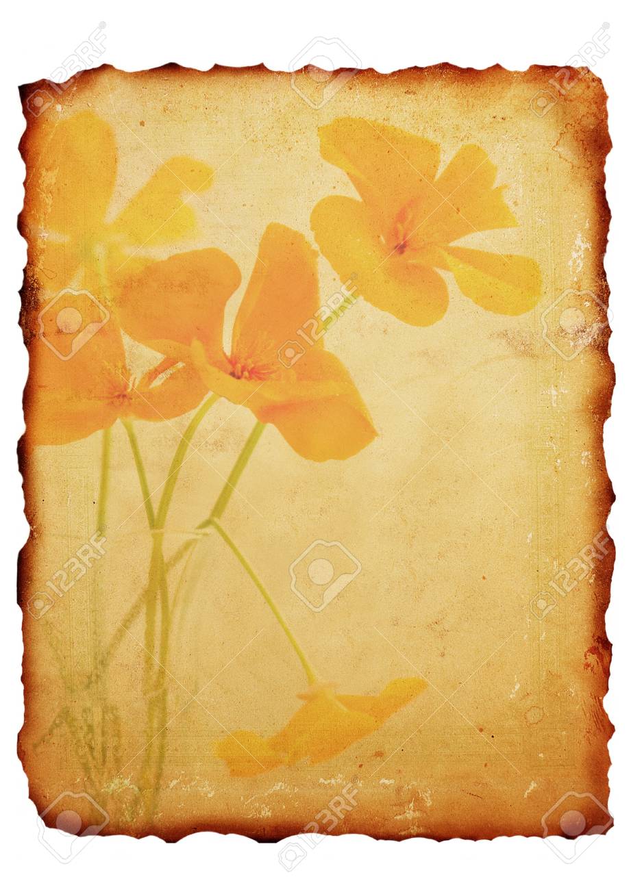 Vintage Burned Paper Background With Flowers Stock Photo Picture And Royalty Free Image Image 4531404