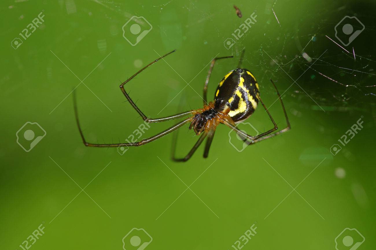 etiam-dictum-ipsum-a-felis