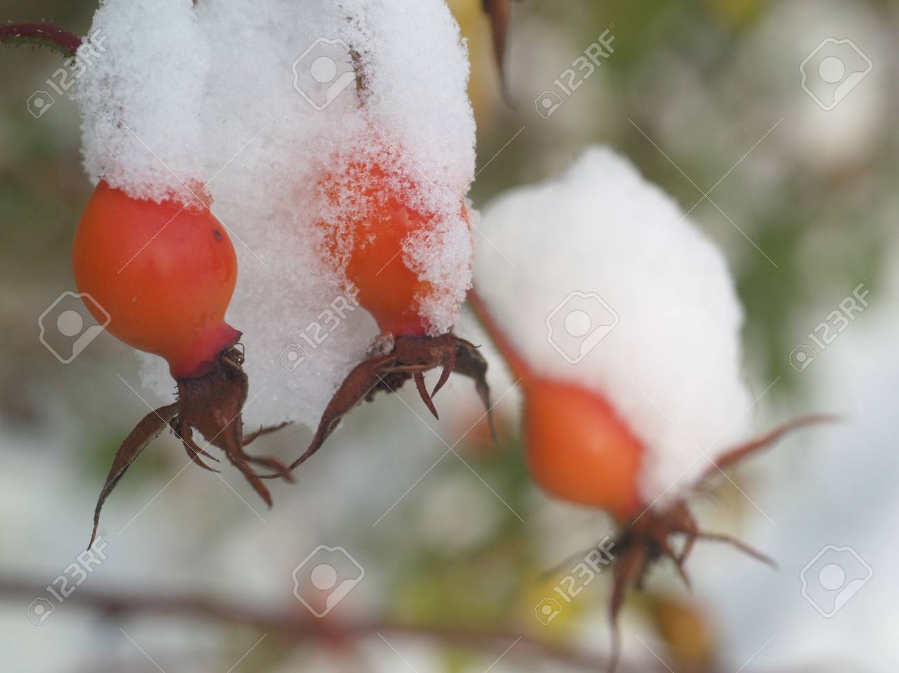アイス クリスタル リーフ フルーツ霜冬プラント の写真素材 画像素材 Image