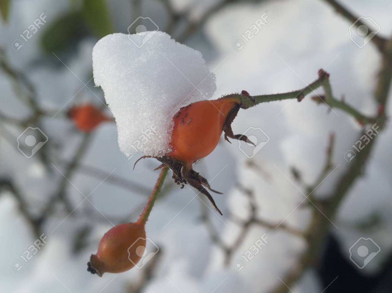 アイス クリスタル リーフ フルーツ霜冬プラント の写真素材 画像素材 Image