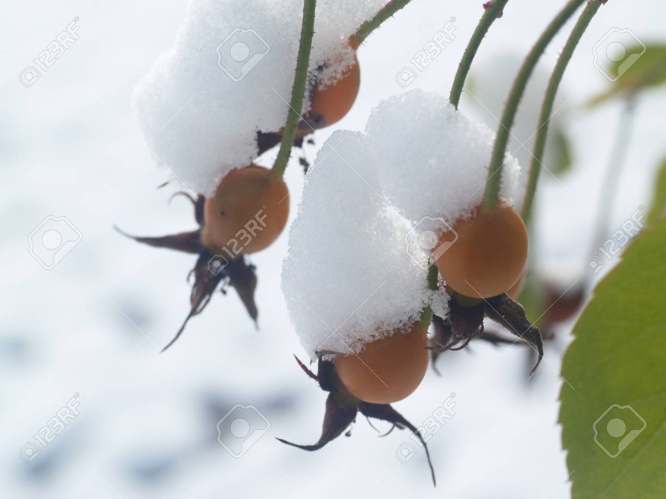 アイス クリスタル リーフ フルーツ霜冬プラント の写真素材 画像素材 Image