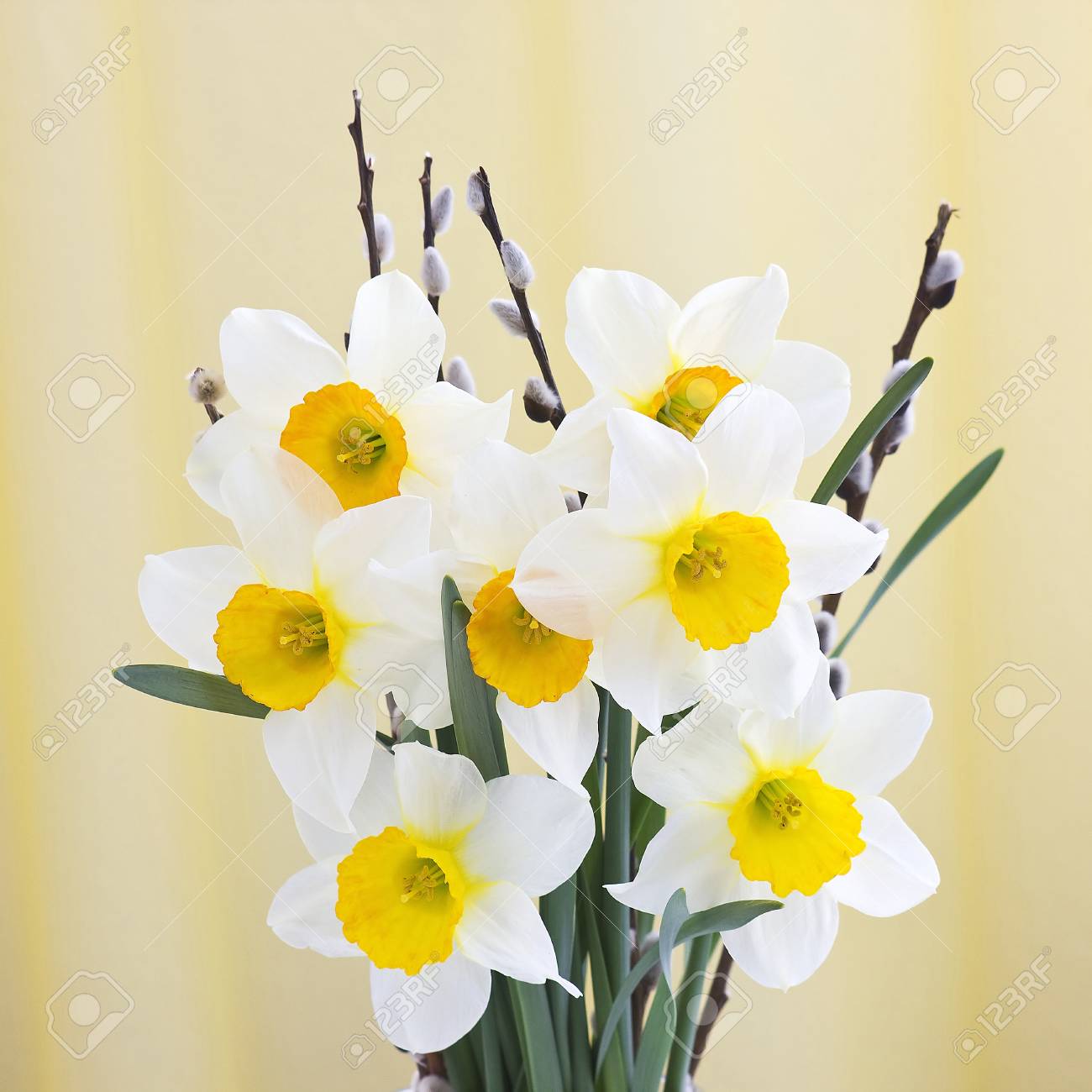 Narcissus Bouquet Stock Photo Picture And Royalty Free Image Image Narcissus Bouquet Stock Photo Picture And Royalty Free Image Image