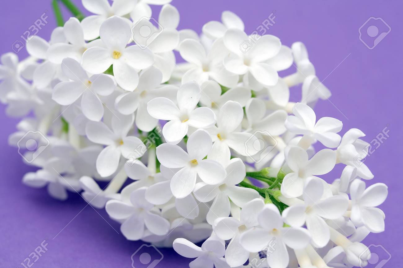 ライラックの白い花 の写真素材 画像素材 Image