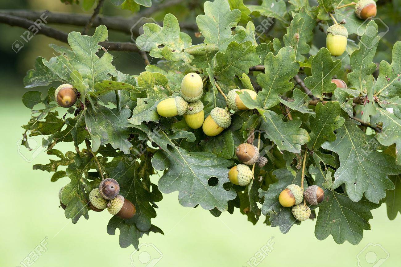 樫の木の枝に緑のどんぐり の写真素材 画像素材 Image