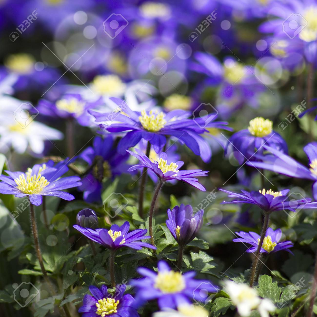 日本の紫のアネモネの花 の写真素材 画像素材 Image