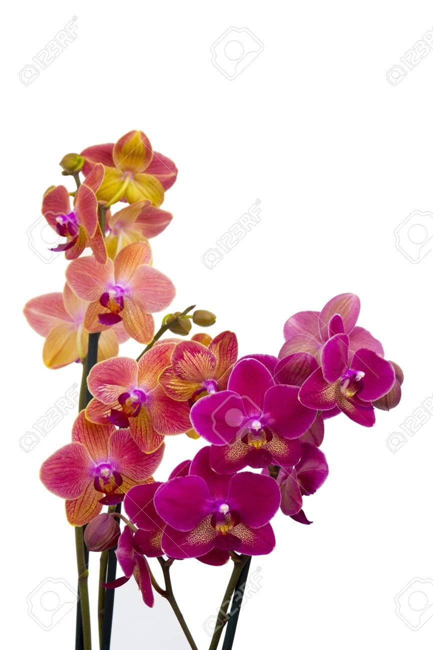 Beautiful Pink And Orange Orchid - Phalaenopsis Stock Photo, Picture and  Royalty Free Image. Image 87337424.