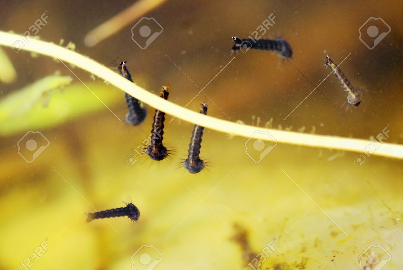Mosquito Larvae Underwater In A Pond, Some At The Surface Breathing Air, Or  Laying Against A Twig To Avoid Movement. Stock Photo, Picture and Royalty  Free Image. Image 13660883., image size:1300x871