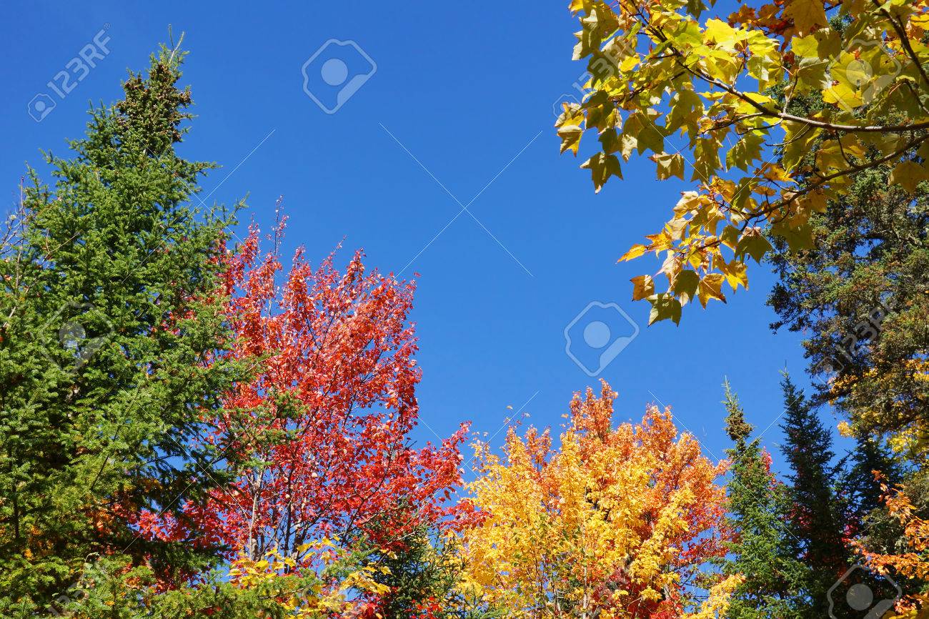 colorful nature background red yellow green leaves of the colorful nature pictures