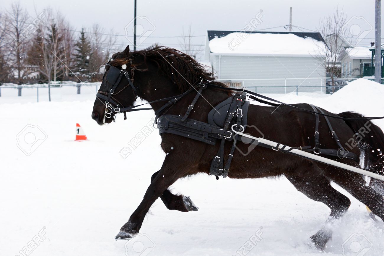 canadian horse pulling sleigh in winter stock photo picture and