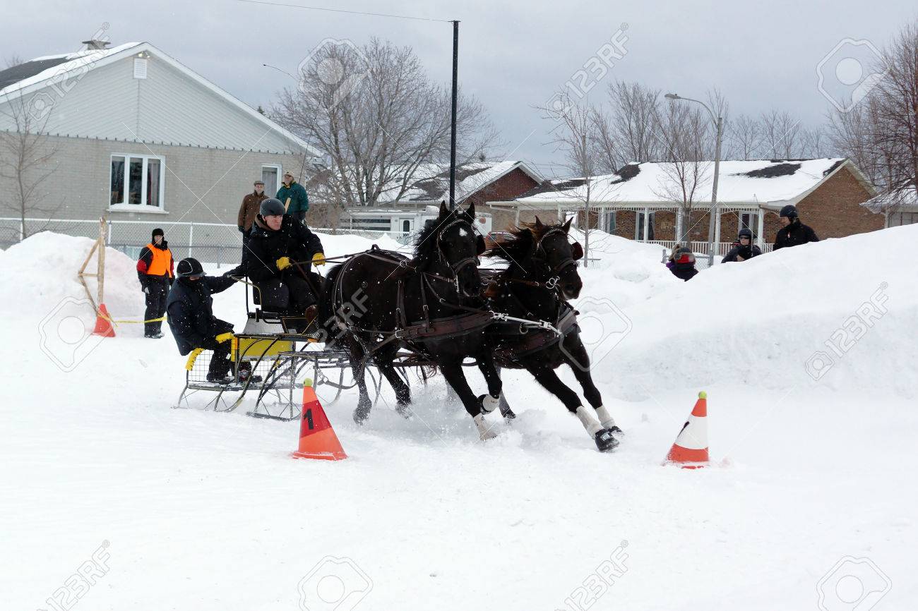 quebec canada january 22 canadian horse pulling sleigh in stock