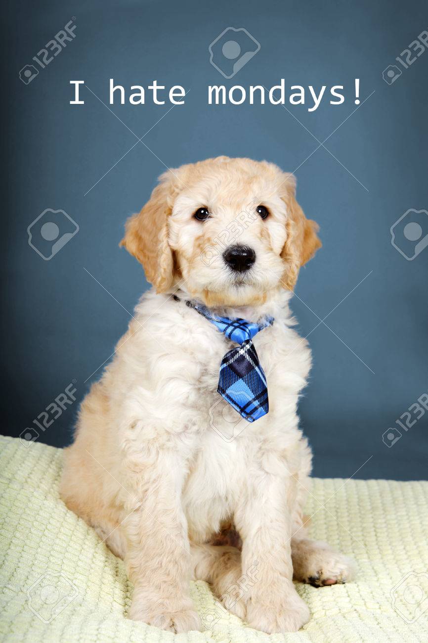 cute puppies goldendoodle