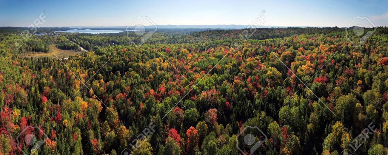 Naranja Verde bosque de otoño retrato de LONA pared arte Foto panorámica Imprime