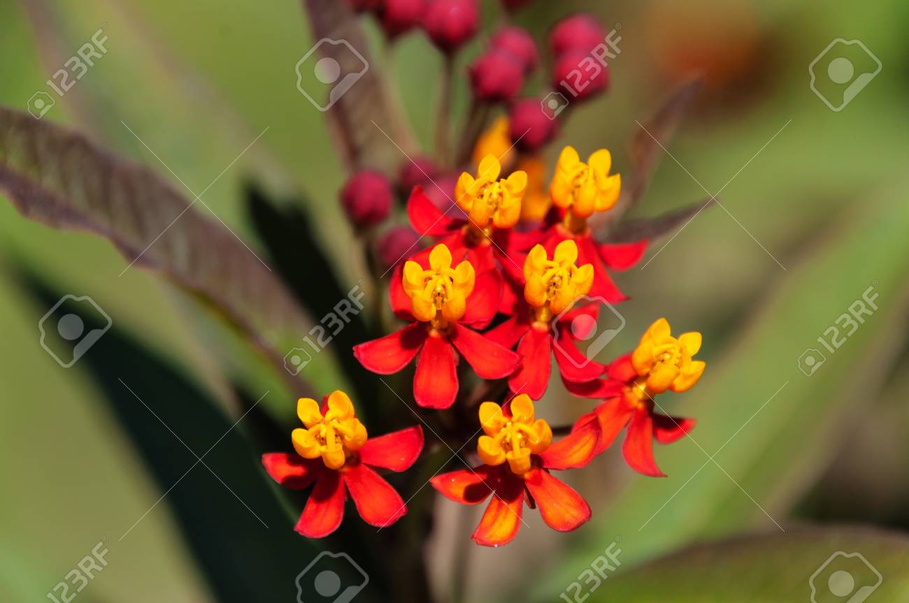 トウワタ属さんに感謝の花や緑の背景で庭に緋のトウワタ の写真素材 画像素材 Image トウワタ属さんに感謝の花や緑の背景で庭に緋のトウワタ の写真素材 画像素材 Image