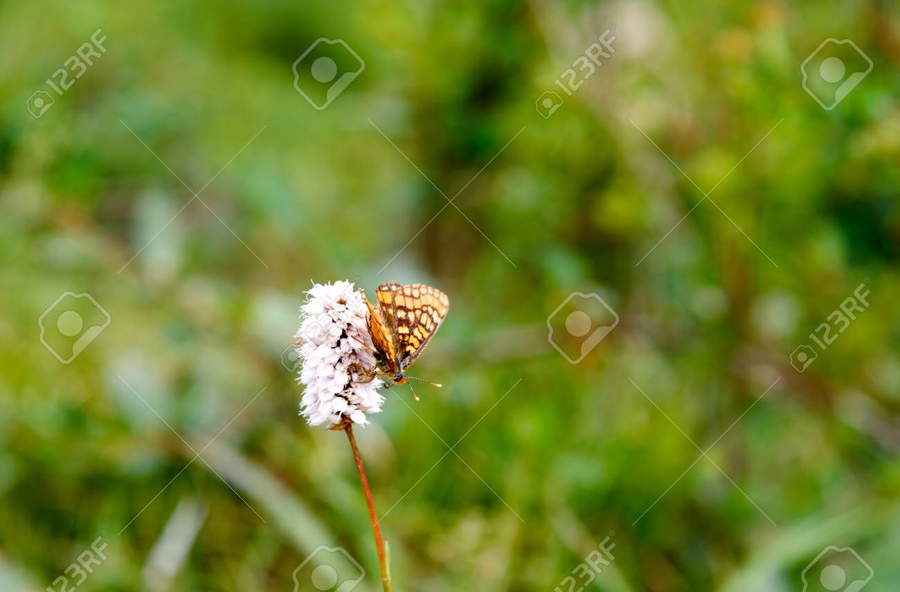 bistorta elliptica flower with