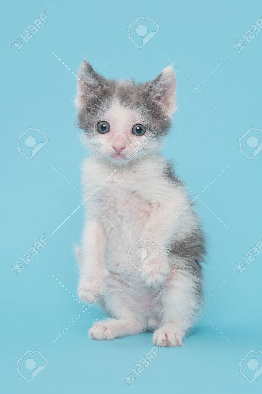 Mignon Petit Chat Gris Et Blanc Sur Deux Jambes Face A La Camera Sur Un Fond Bleu Banque D Images Et Photos Libres De Droits Image Mignon Petit Chat Gris Et Blanc Sur Deux Jambes Face A La Camera Sur Un Fond Bleu Banque D Images Et Photos Libres De Droits Image