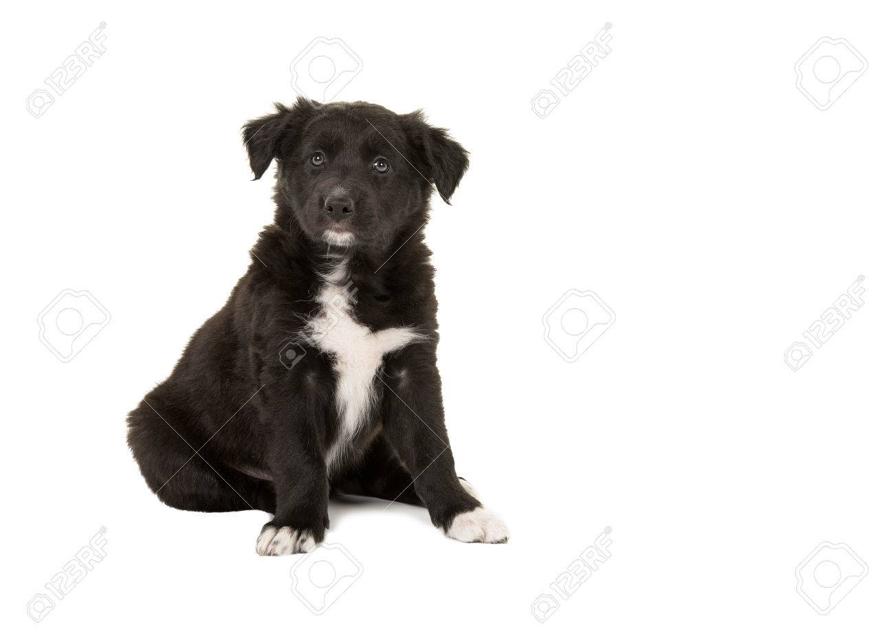 Cute Sitting Black And White Border Collie Puppy Facing The Camera Isolated  On A White Background Stock Photo, Picture and Royalty Free Image. Image  59819941., image size:1300x928