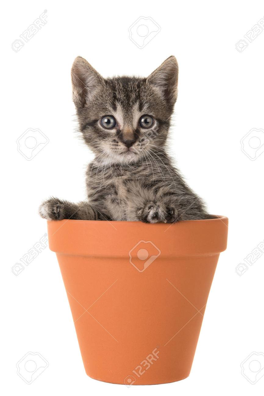 白い背景で隔離の色茶色のテラコッタ植木鉢でかわいい 5 週齢平織り
